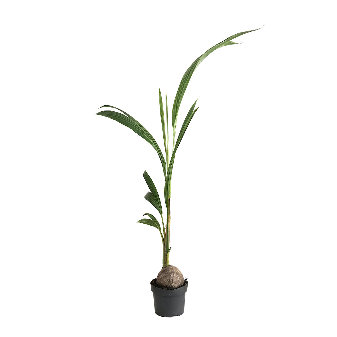 Cocos Nucifera (Hindistan Cevizi Palmiyesi)