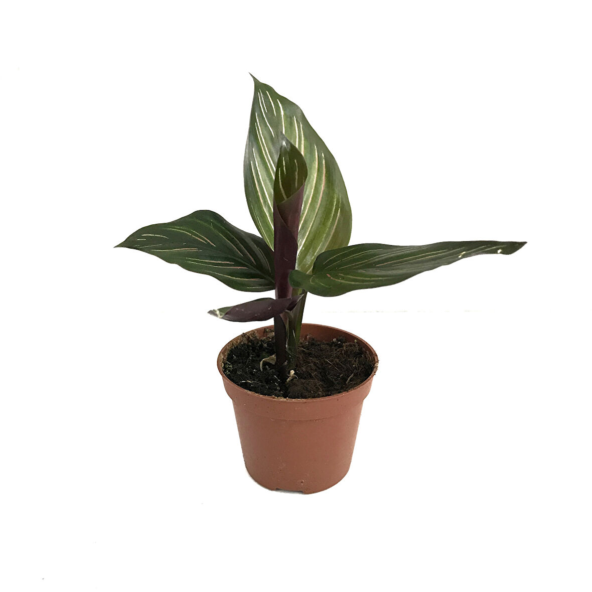 Calathea 'Beauty Star' (Dua Çiçeği)