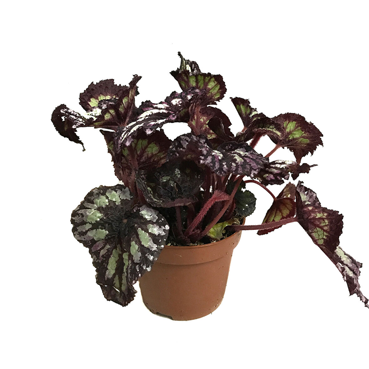 Begonia Rex 'Yamileth' (Begonya)