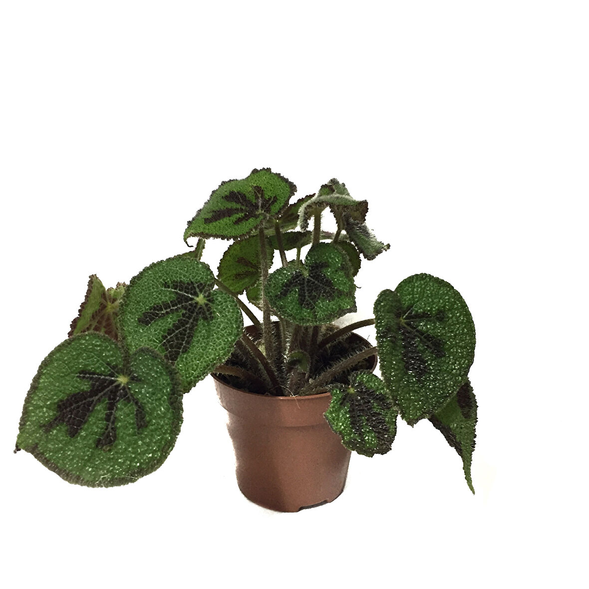 Begonia Masoniana (Begonia Çiçeği)