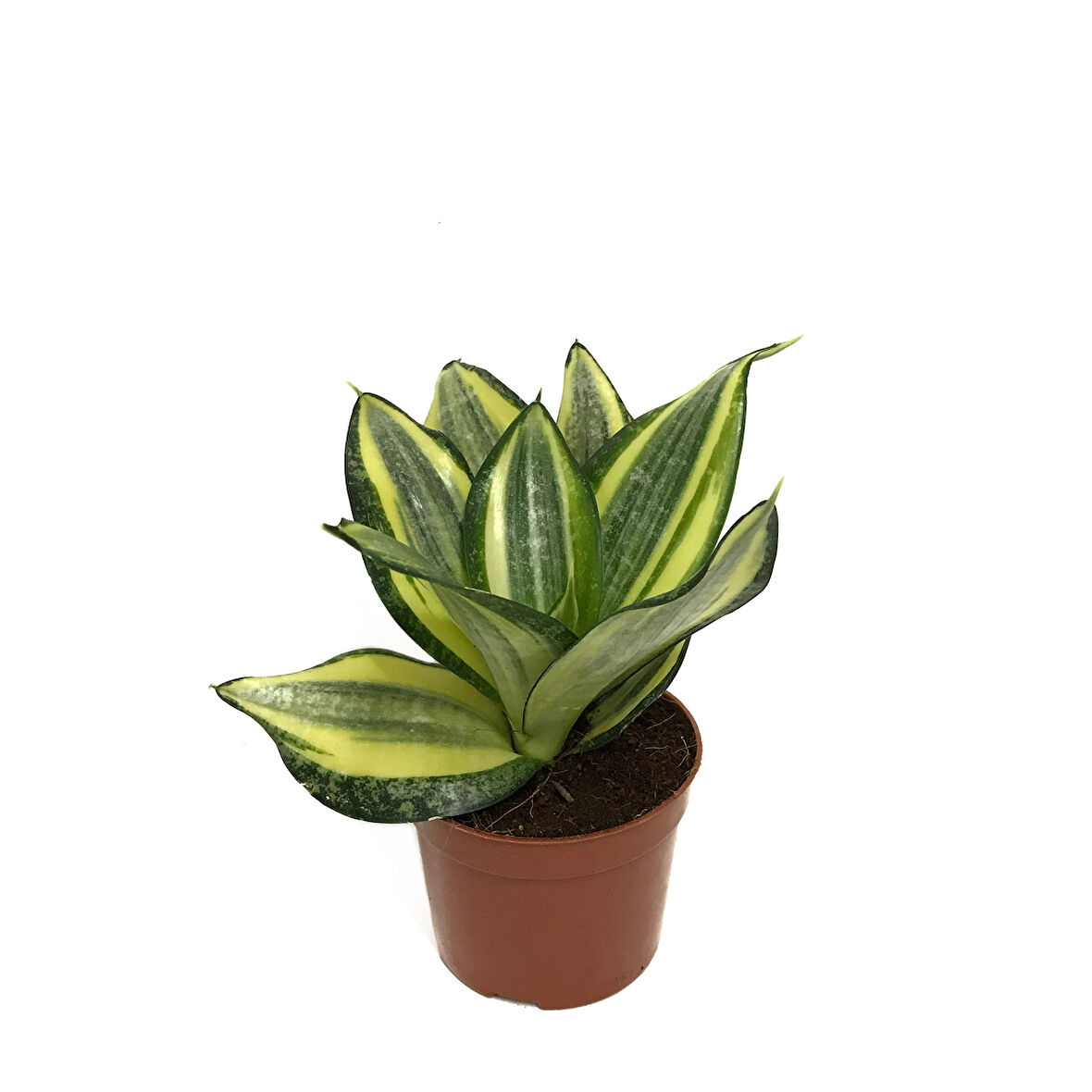 Sansevieria ‘Golden Hahnii’ (Paşa Kılıcı)