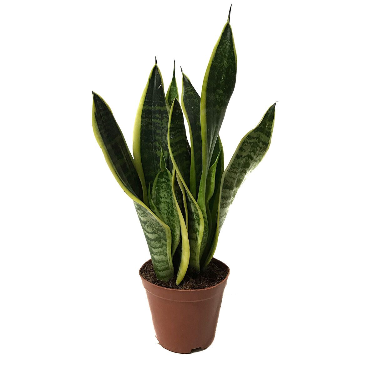 Sansevieria Trifasciata (Paşa Kılıcı)