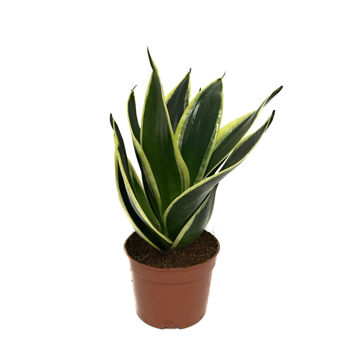 Sansevieria 'Yellow Stripe' (Paşa Kılıcı)