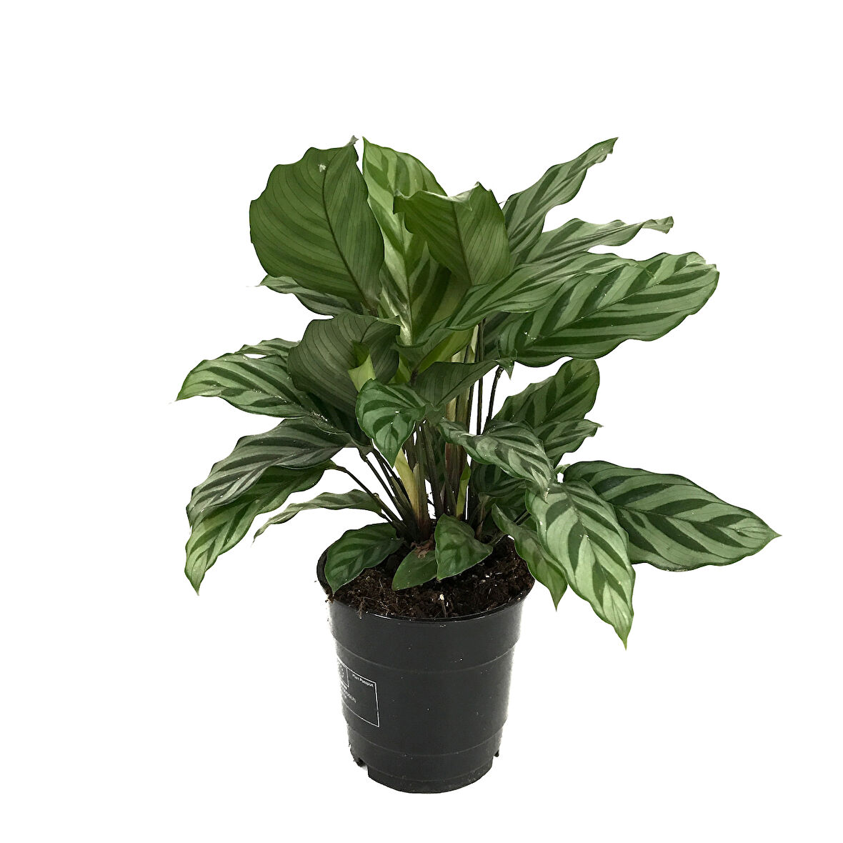 Calathea Concinna 'Freddie' (Dua Çiçeği)