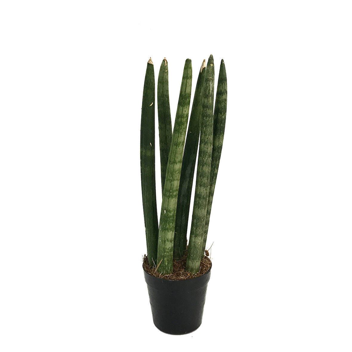Sansevieria Cylindrica (Paşa Kılıcı)