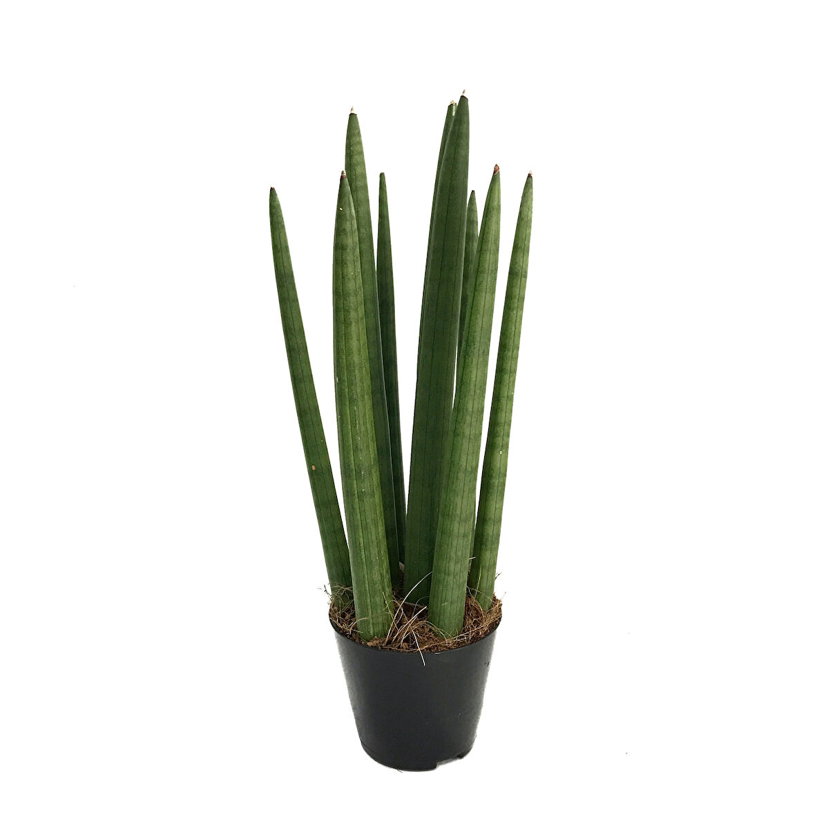 Sansevieria Cylindrica (Paşa Kılıcı)