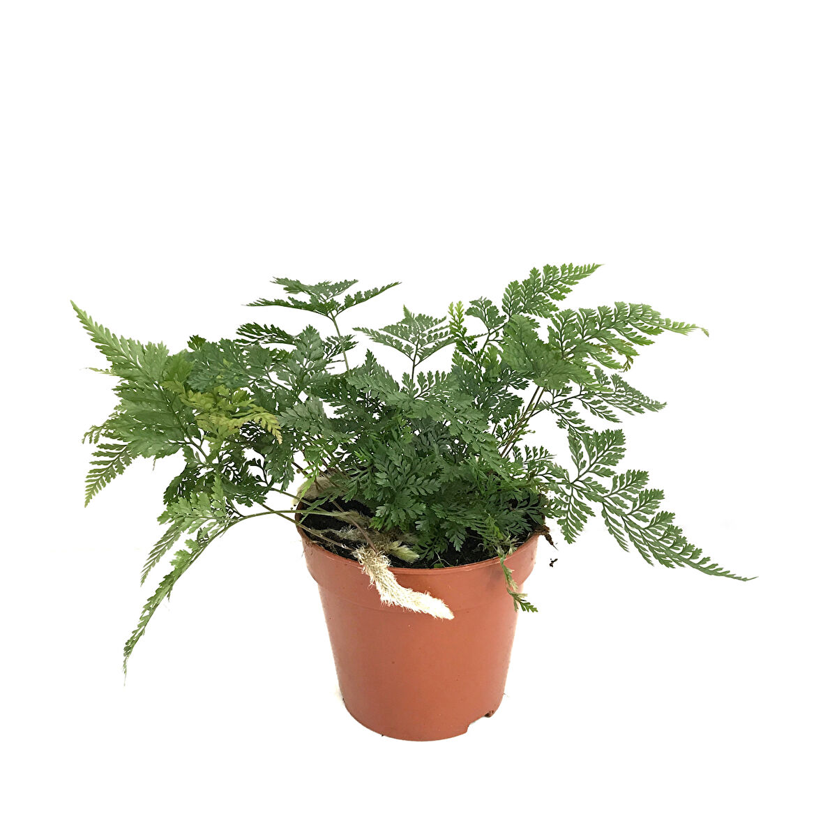 Humata Tyermanii (Eğrelti Otu)