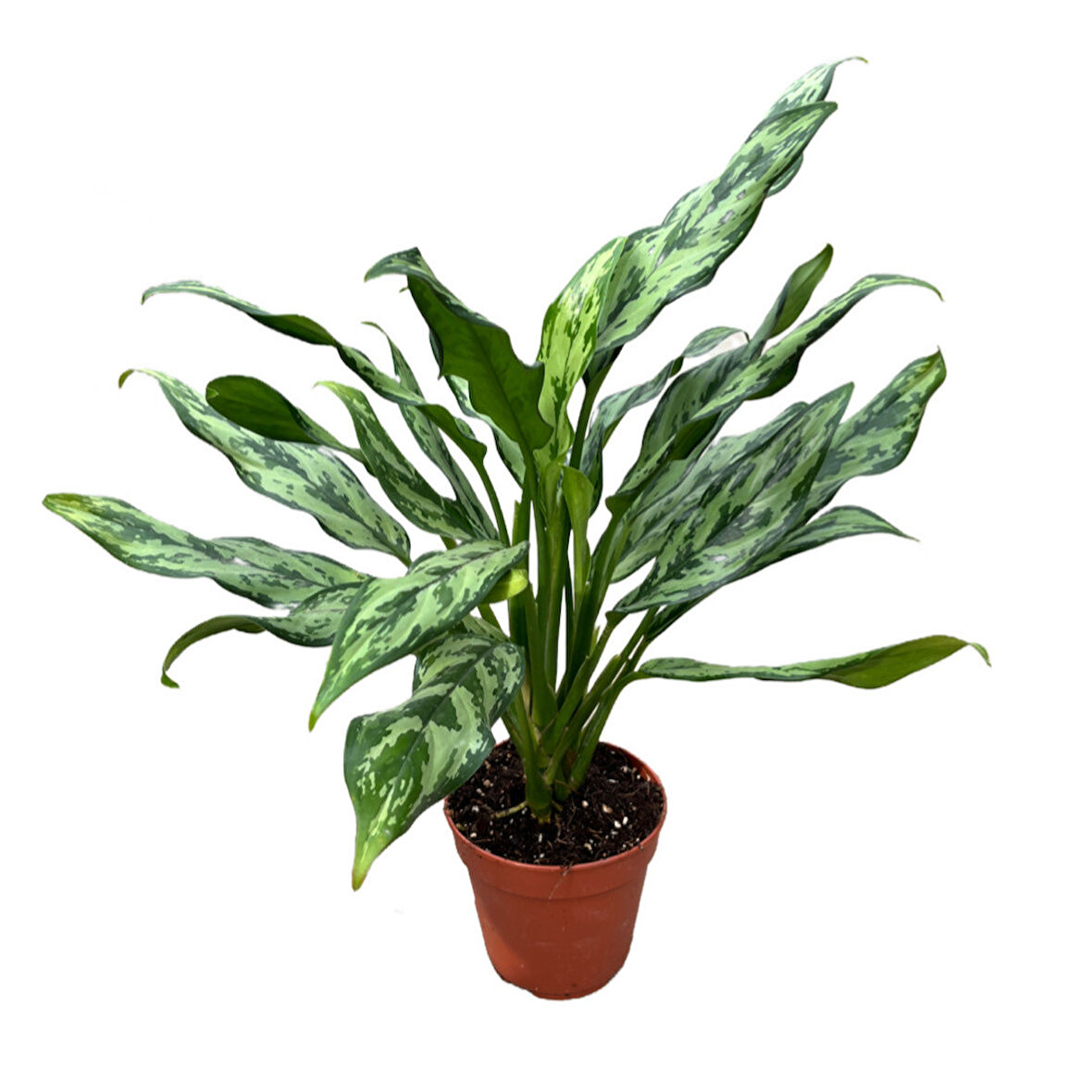 Aglaonema Juliette (Çin Herdemyeşili)