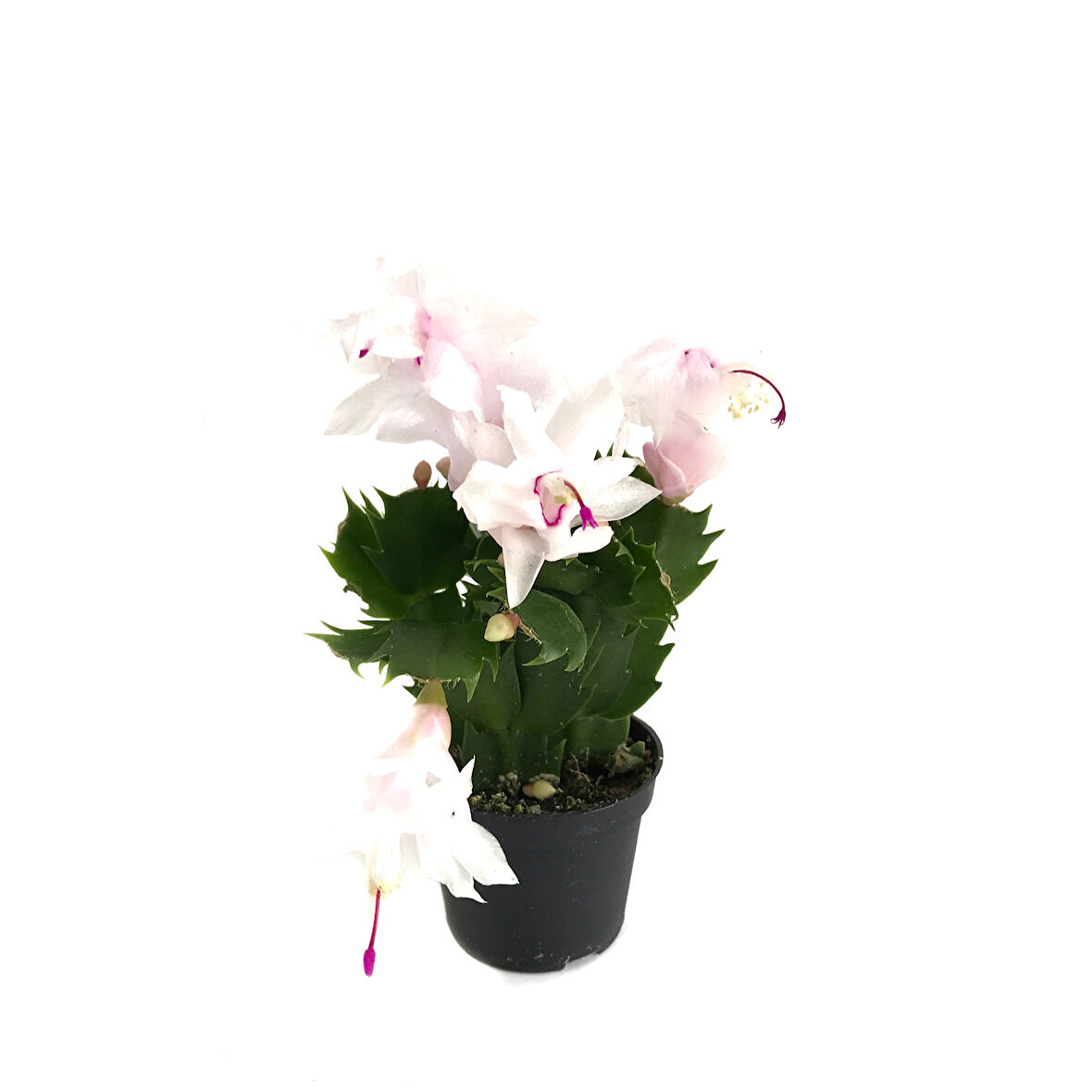 Schlumbergera 'White' (Yılbaşı Çiçeği)