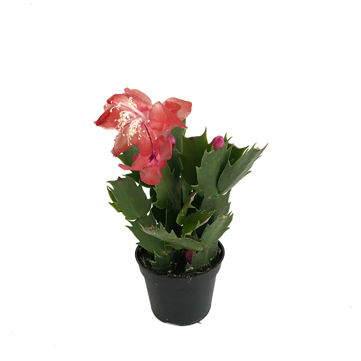 Schlumbergera 'Red' (Yılbaşı Çiçeği)