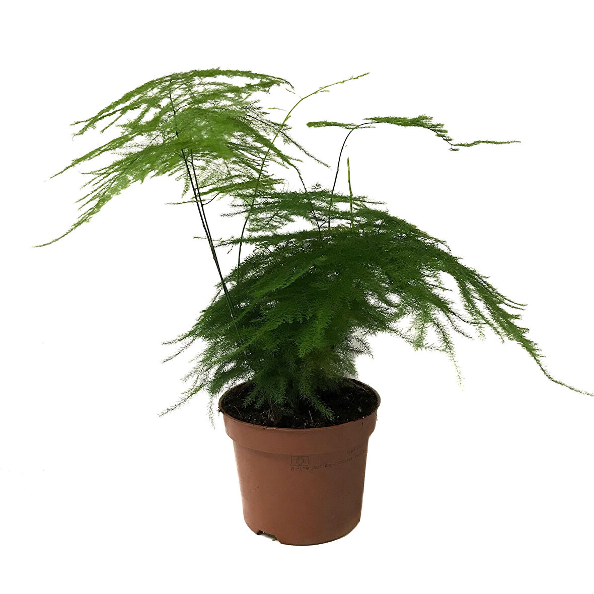 Asparagus Plumosus (Kuşkonmaz Çiçeği)