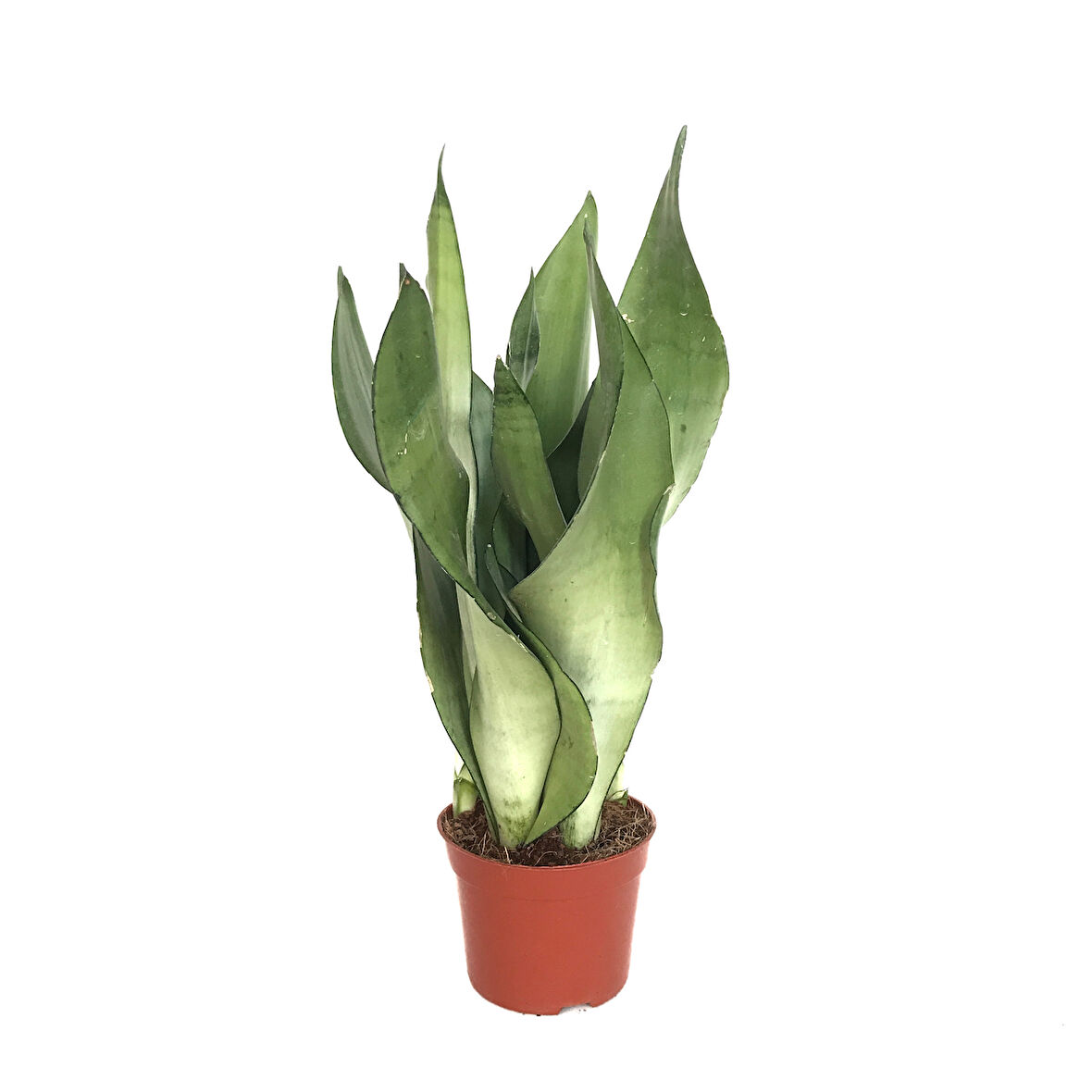 Sansevieria Trifasciata 'Moonshine' (Paşa Kılıcı)