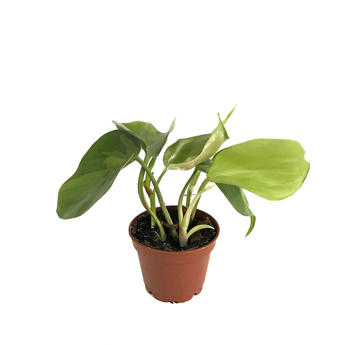 Philodendron Cordatum 'Brasil'