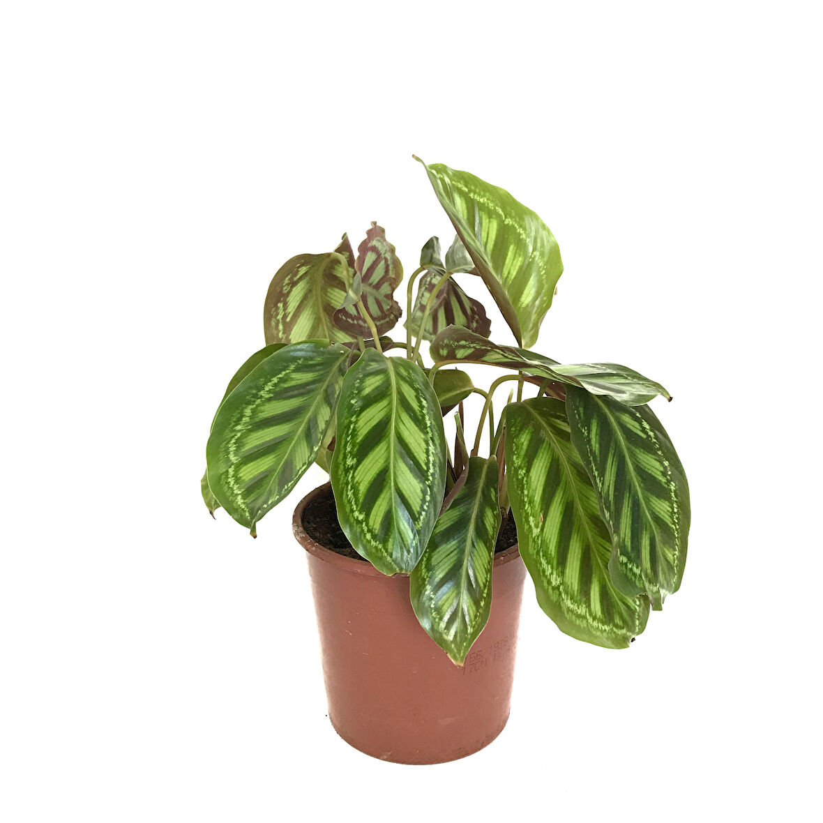 Calathea Medallion 'Flamestar' (Dua Çiçeği)