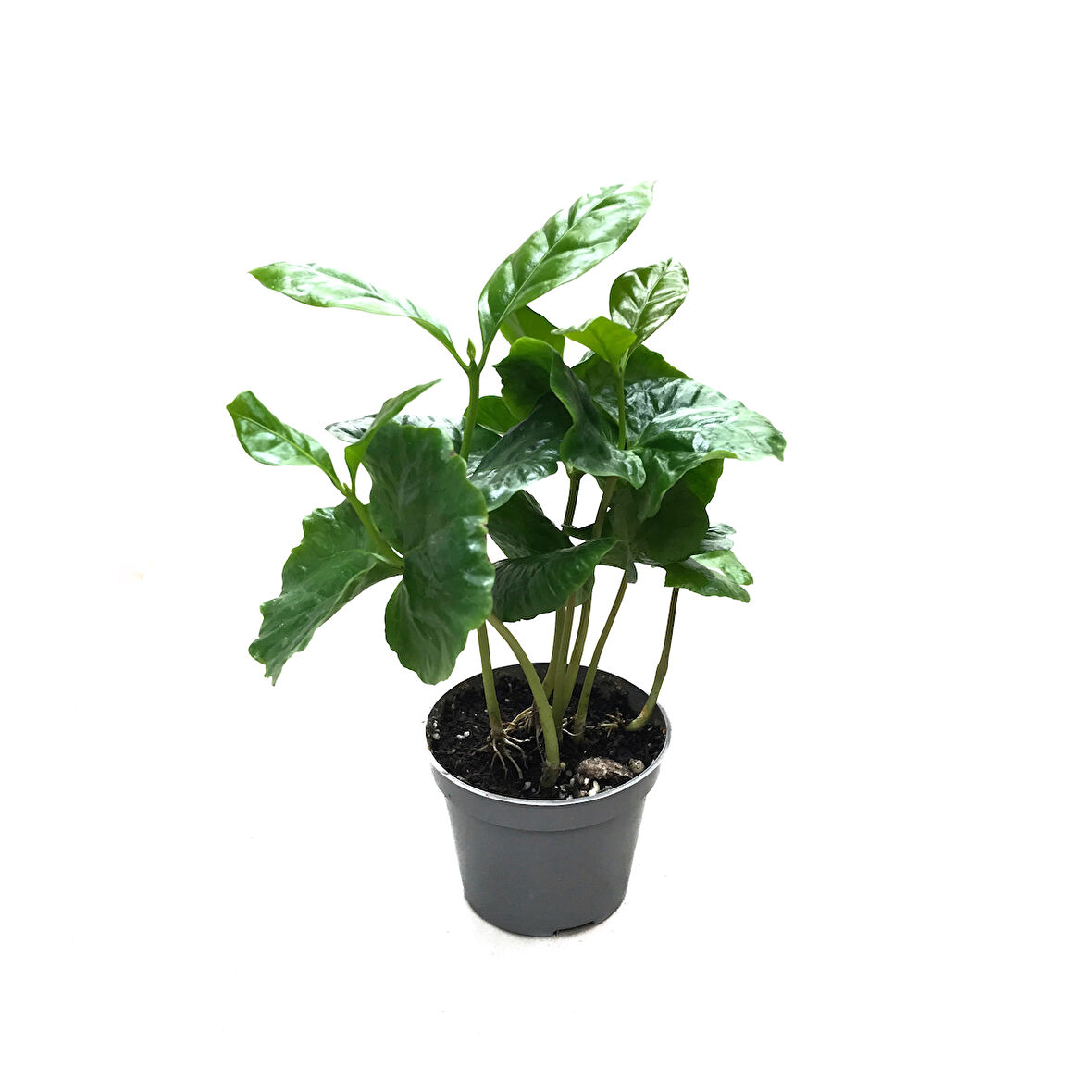 Coffea Arabiaca (Kahve Bitkisi)