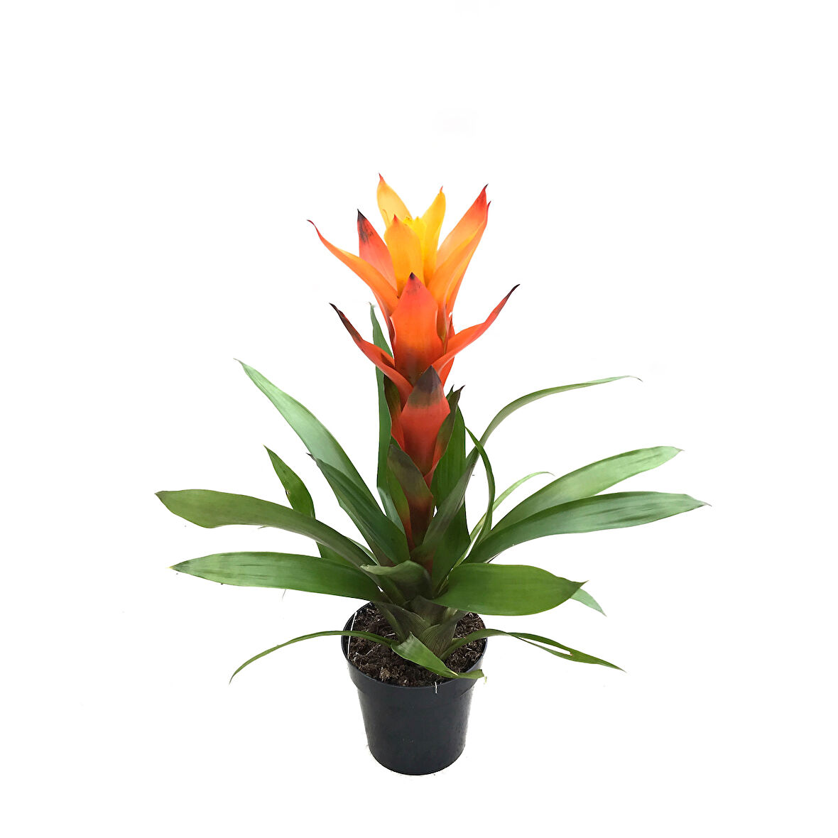 Guzmania Lingulata 'Orange' (Guzmanya)