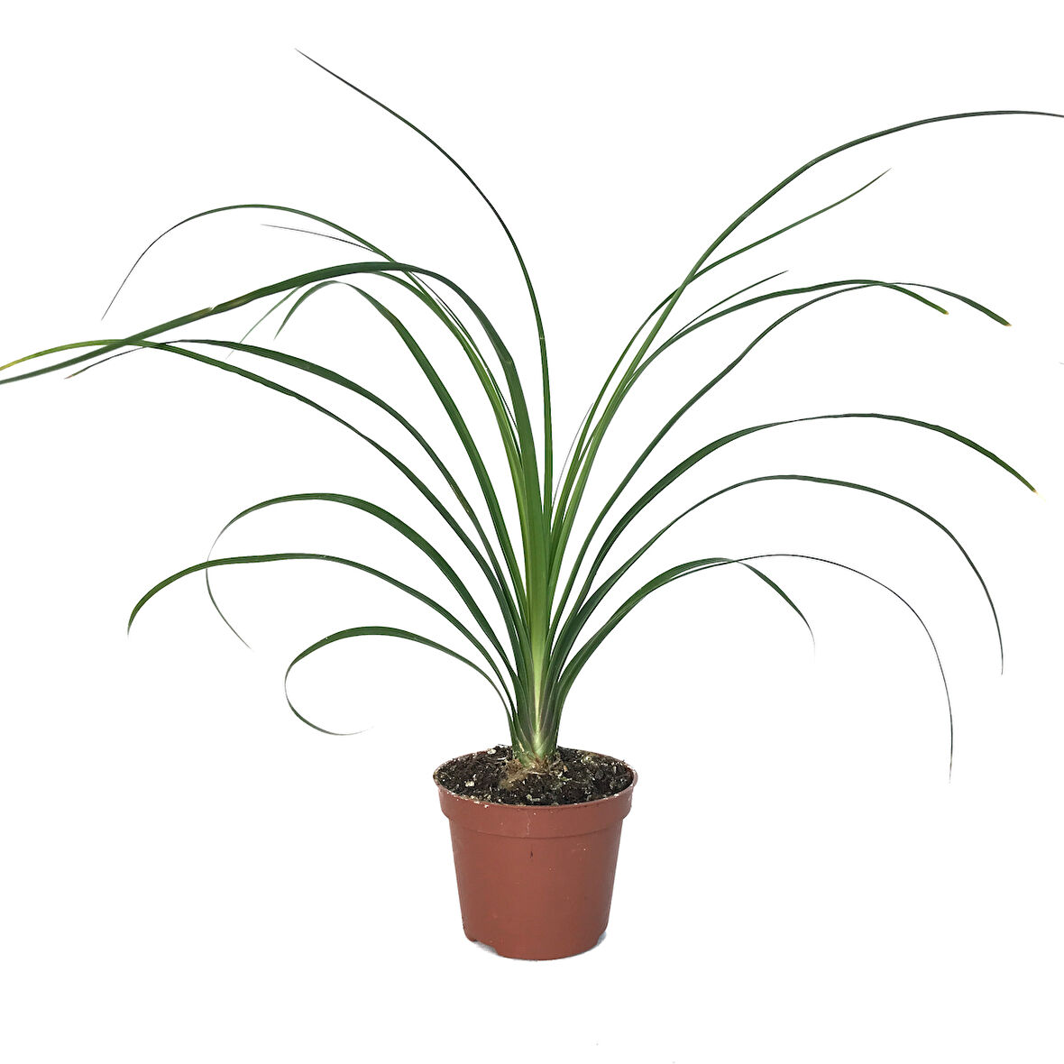 Beaucarnea Recurvata (Nolina Fil Ayağı Bitkisi)