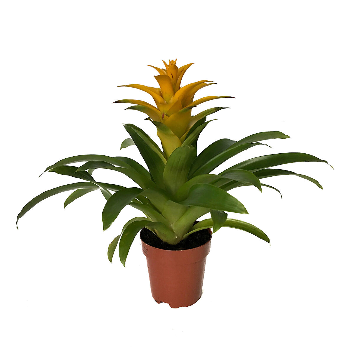 Guzmania Lingulata 'Yellow' (Guzmanya)
