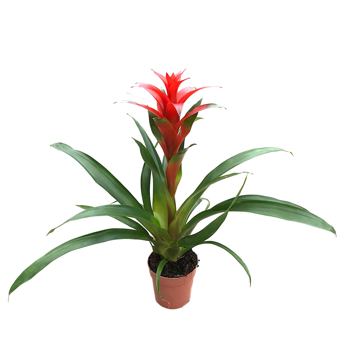 Guzmania Lingulata 'Red' (Guzmanya)