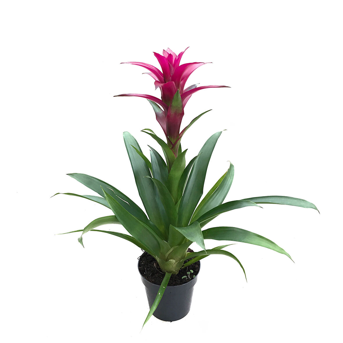 Guzmania Lingulata 'Purple' (Guzmanya)