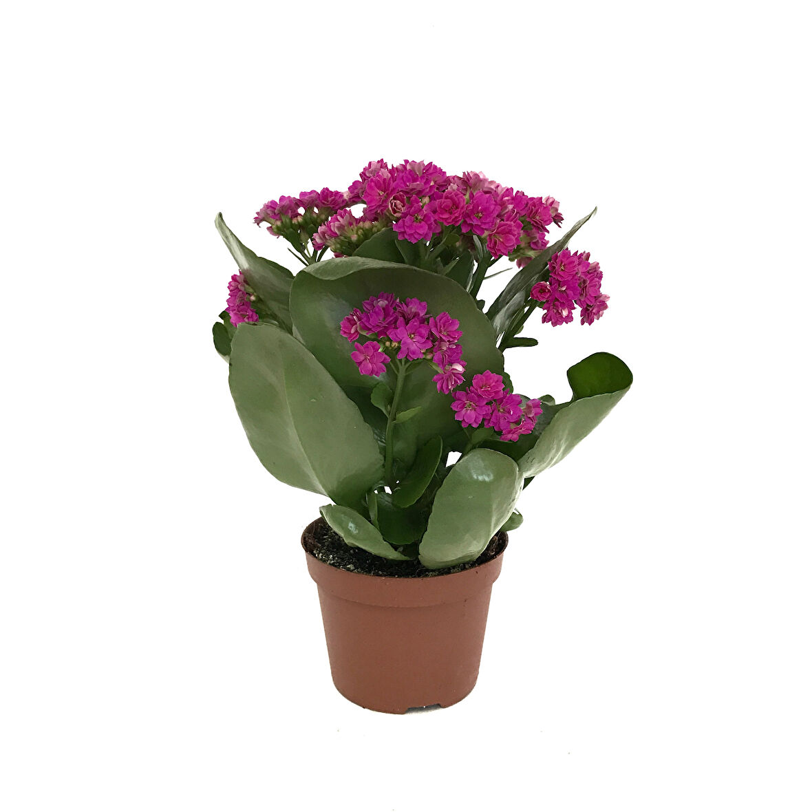 Kalanchoe Calandiva 'Purple' (Kalanşo Çiçeği)