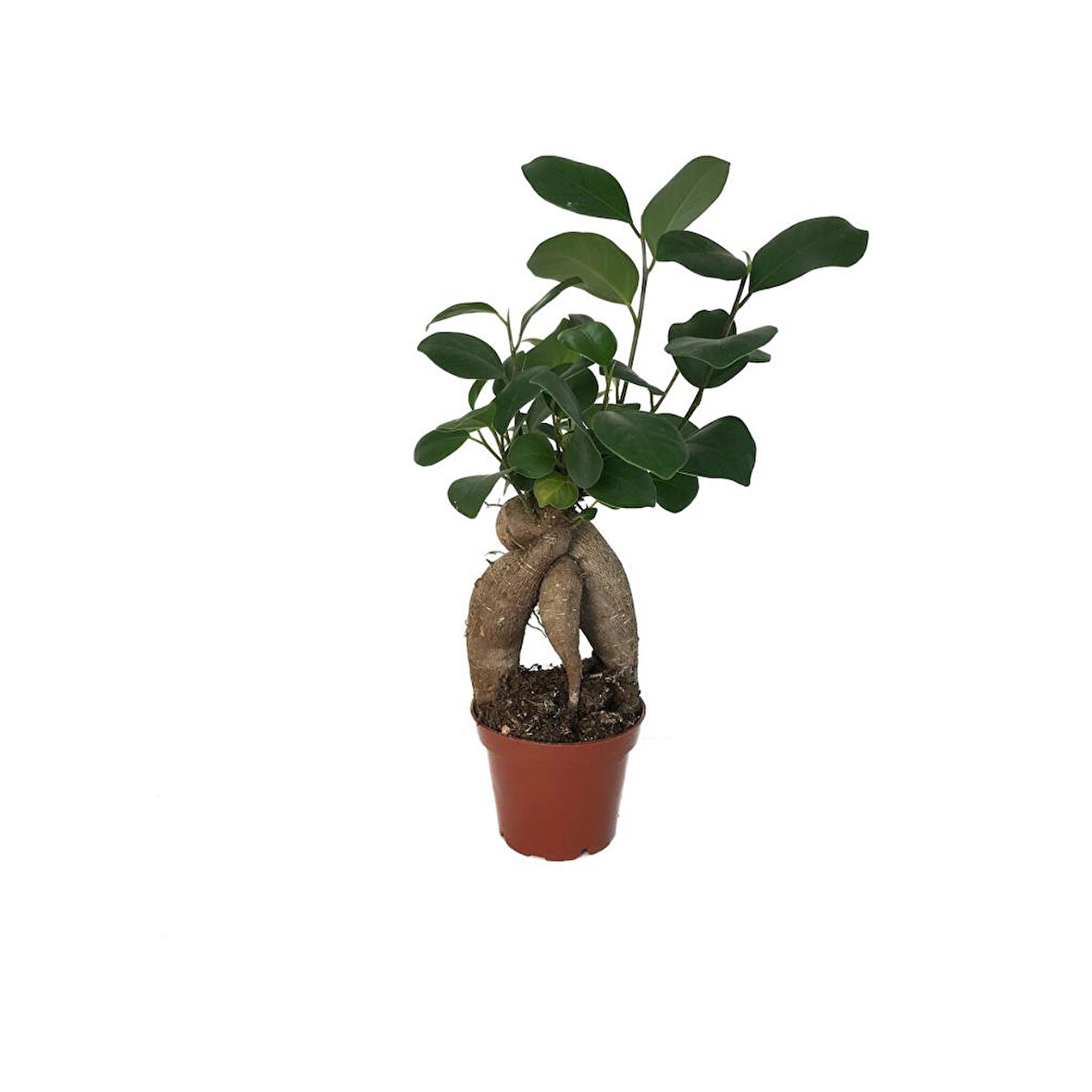 Ficus Bonsai - Ev ve Ofis Bitkisi Fidanı 10-20 cm