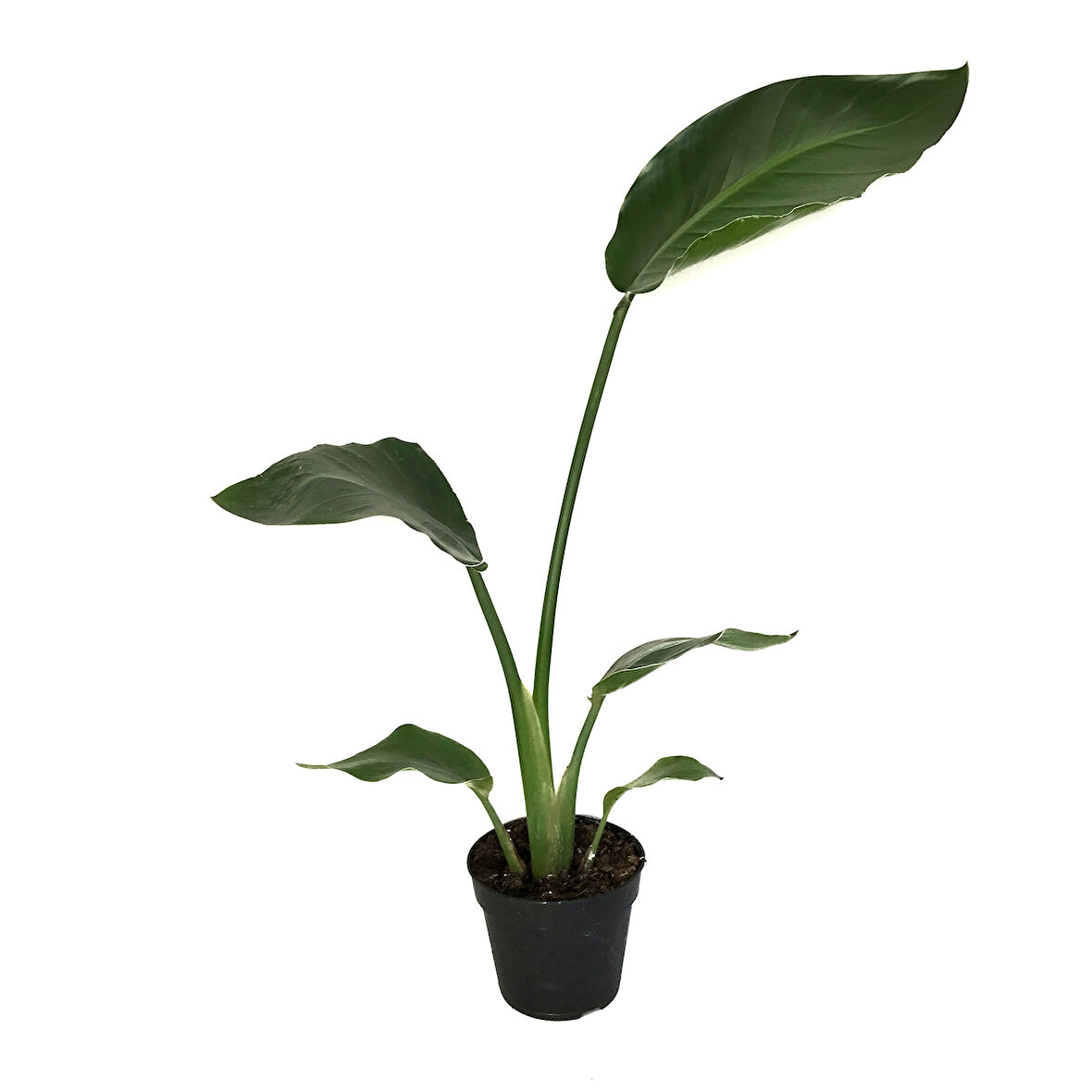 Strelitzia Nicolai (Cennet Kuşu Çiçeği)