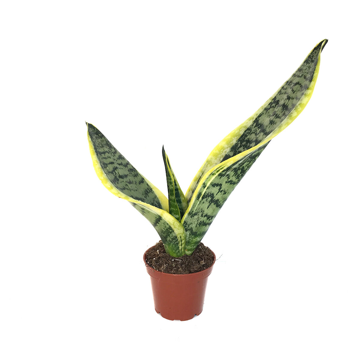 Sansevieria Trifasciata (Paşa Kılıcı)