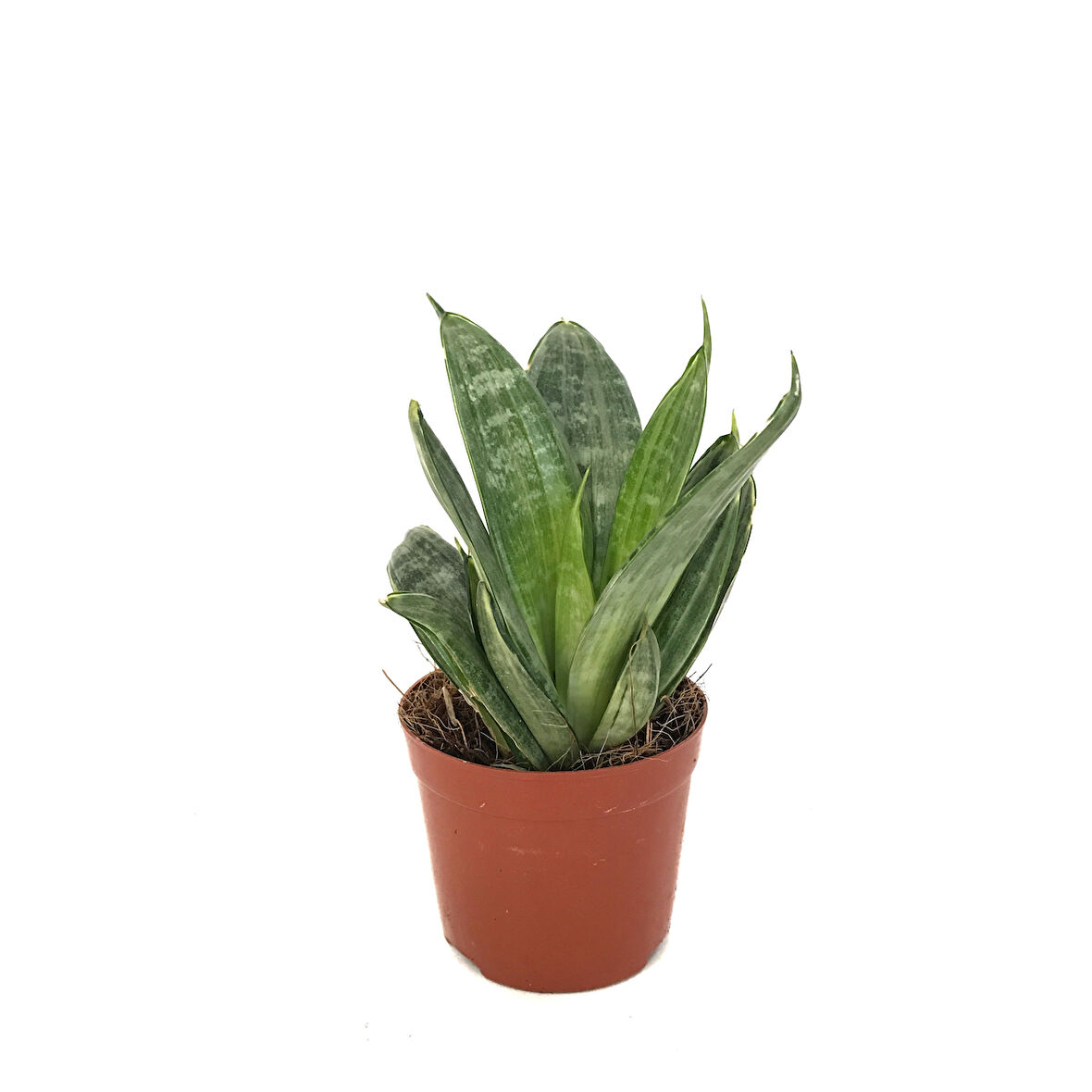 Sansevieria 'Green Hahnii' (Paşa Kılıcı)