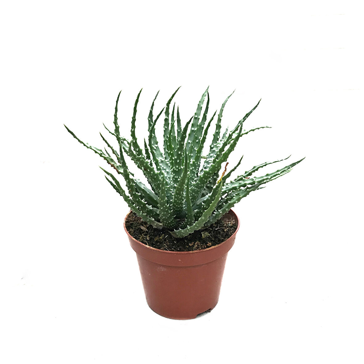 Aloe Humilis (Kaktüs)