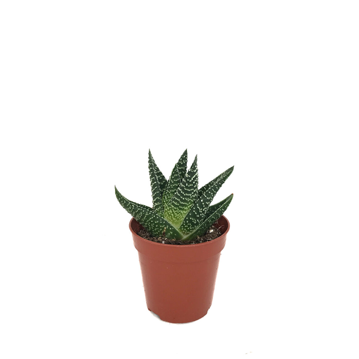 Gasterhaworthia 'Royal Highness' (Sukulent)