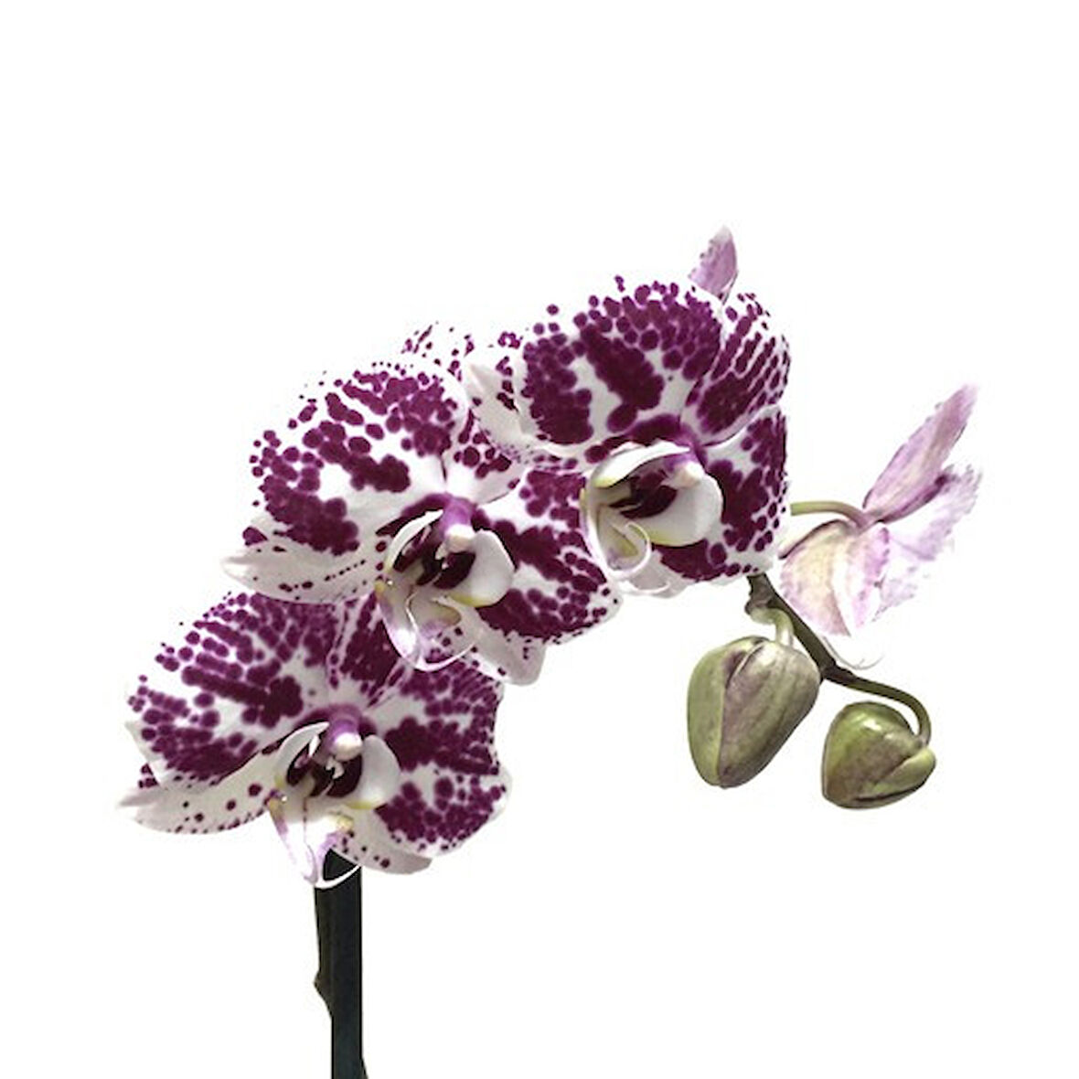 Phalaenopsis 'Purple Dots' (Mor Orkide)