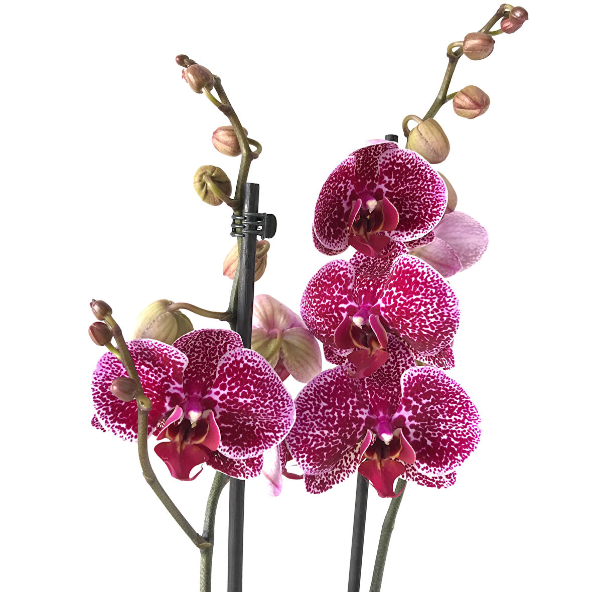 Phalaenopsis 'Jaguar' (Mor Orkide)