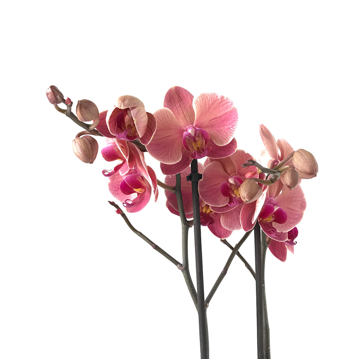 Phalaenopsis 'Asian Coral' (Pembe Orkide)