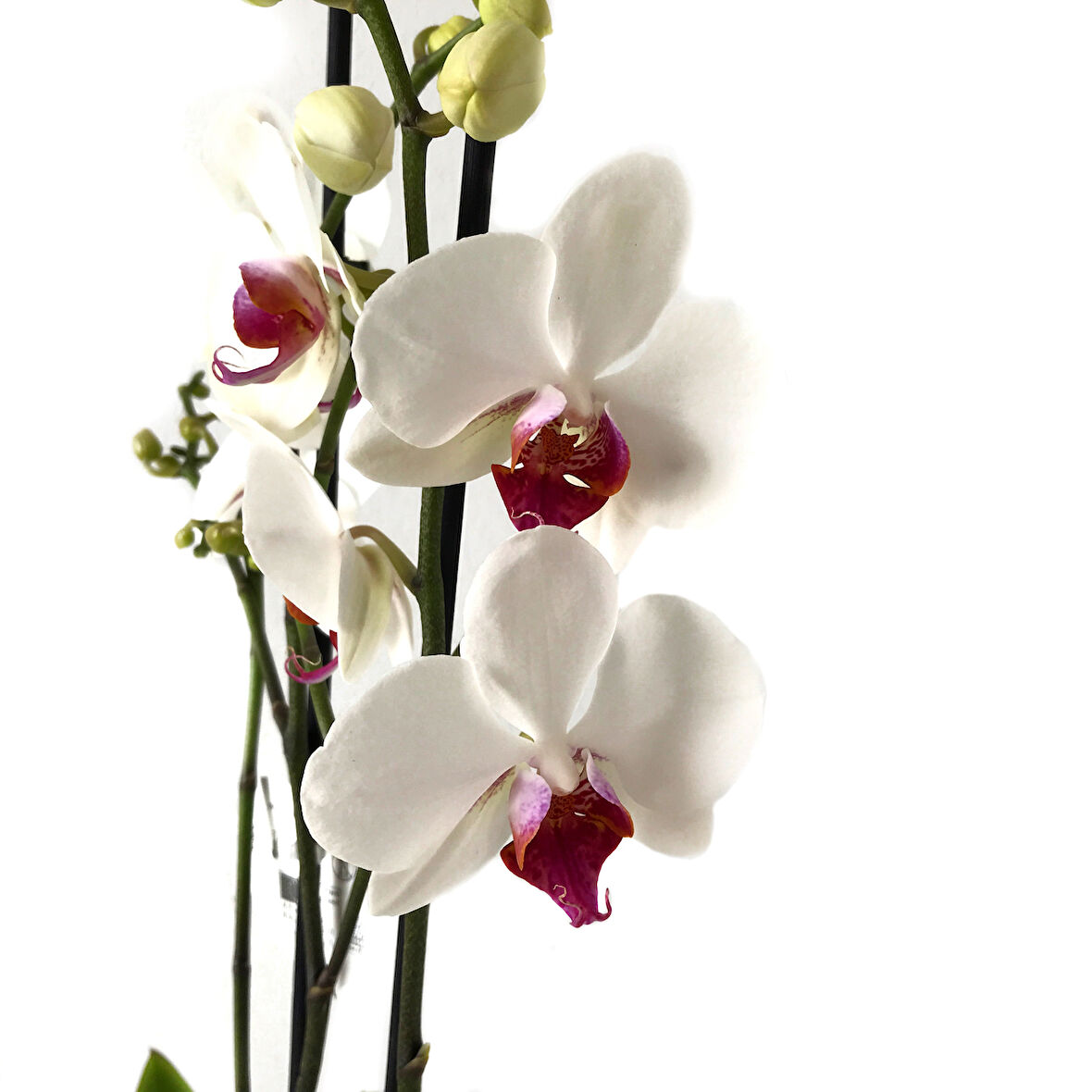 Phalaenopsis 'Castor' (Beyaz Orkide)