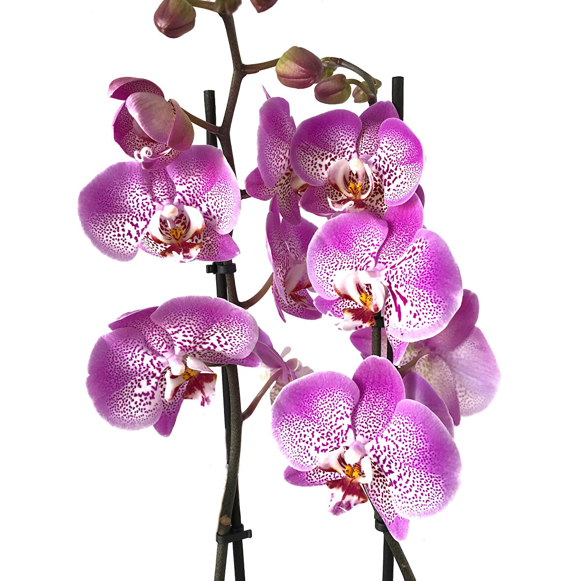 Phalaenopsis 'Jillion' (Fuşya Orkide)