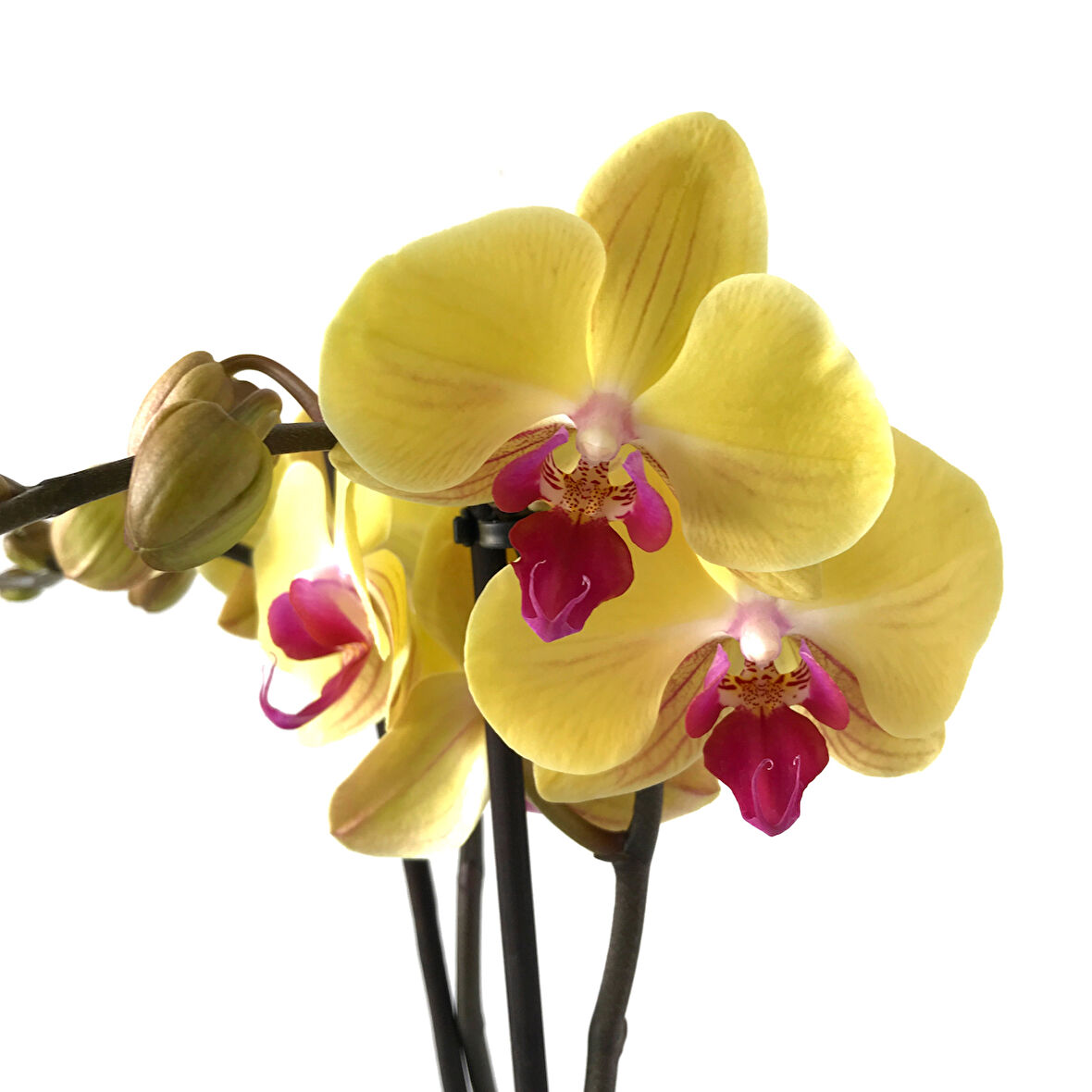 Phalaenopsis 'Miraflore' (Sarı Orkide)