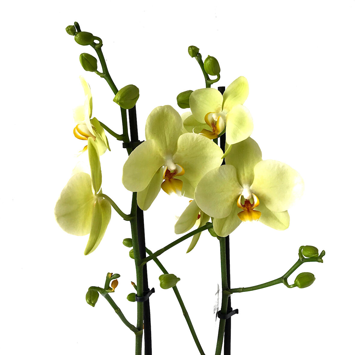 Phalaenopsis 'Alassio' (Sarı Orkide)