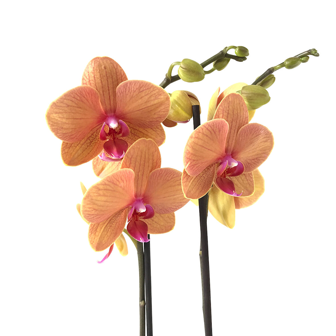 Phalaenopsis 'Golden Brick' (Turuncu Orkide)