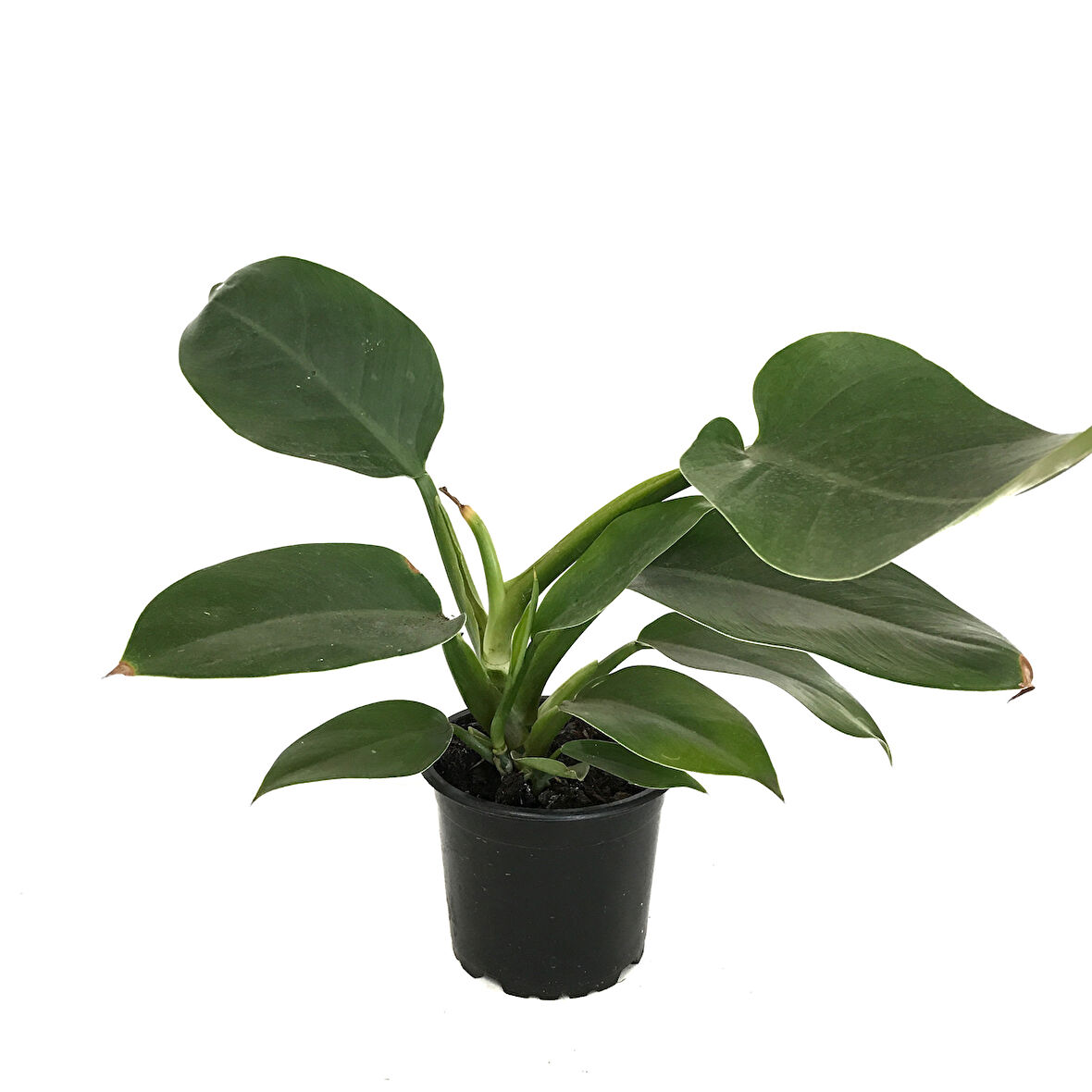 Philodendron 'Imperial Green'