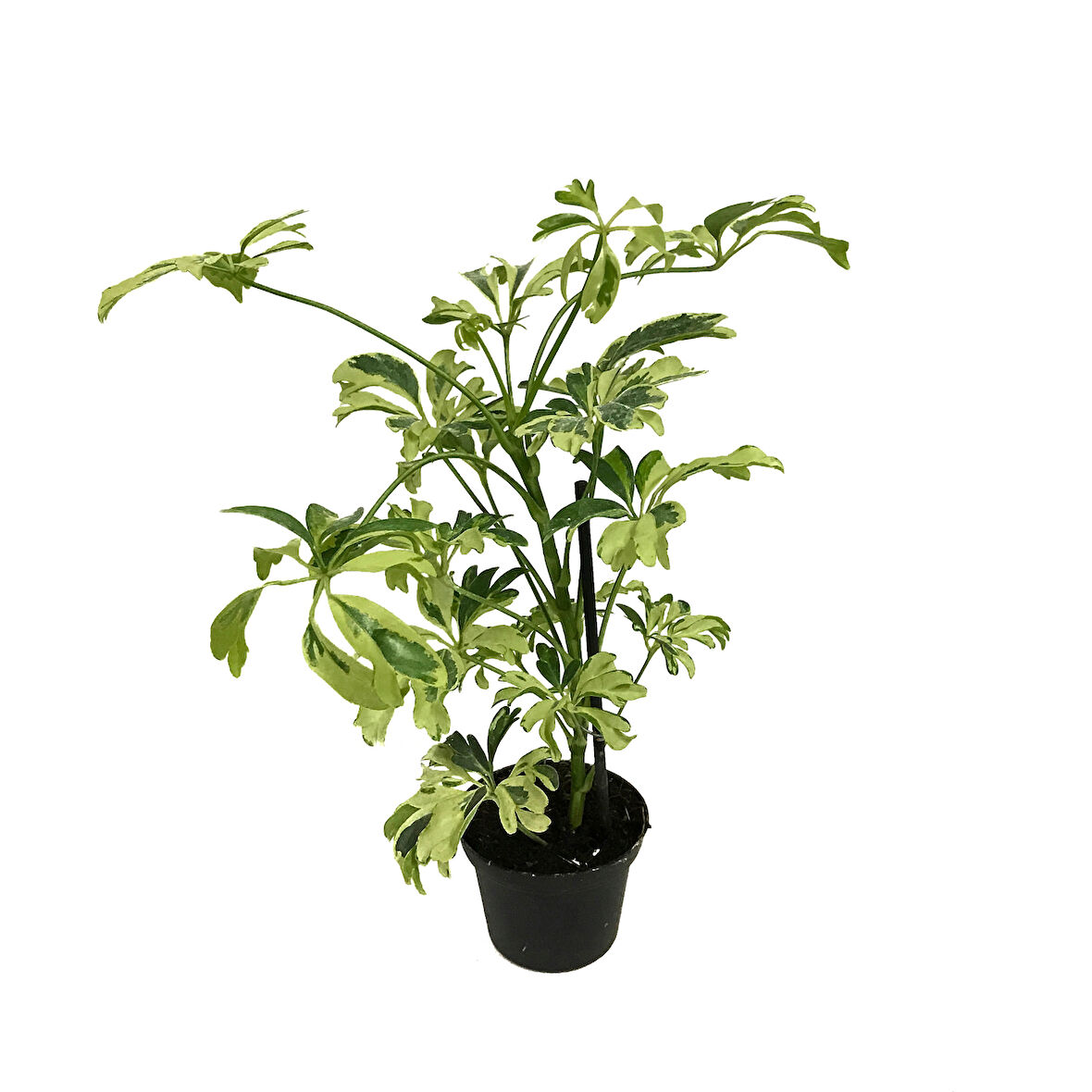Schefflera Arboricola 'Variegata' (Şeflera Çiçeği)