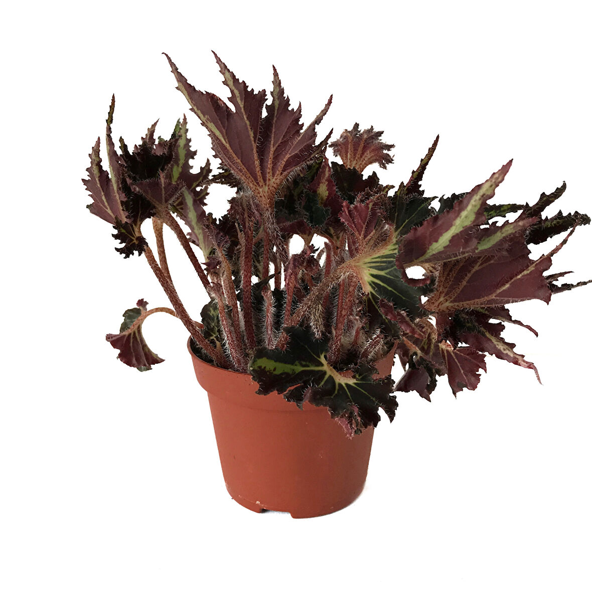 Begonia 'Break Dance' (Begonya Çiçeği)
