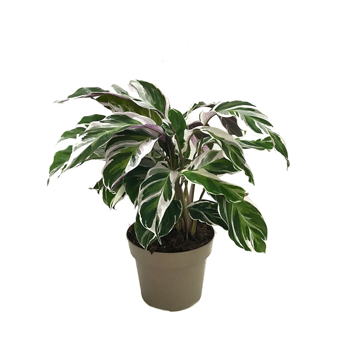 Calathea 'Fusion White' (Dua Çiçeği)