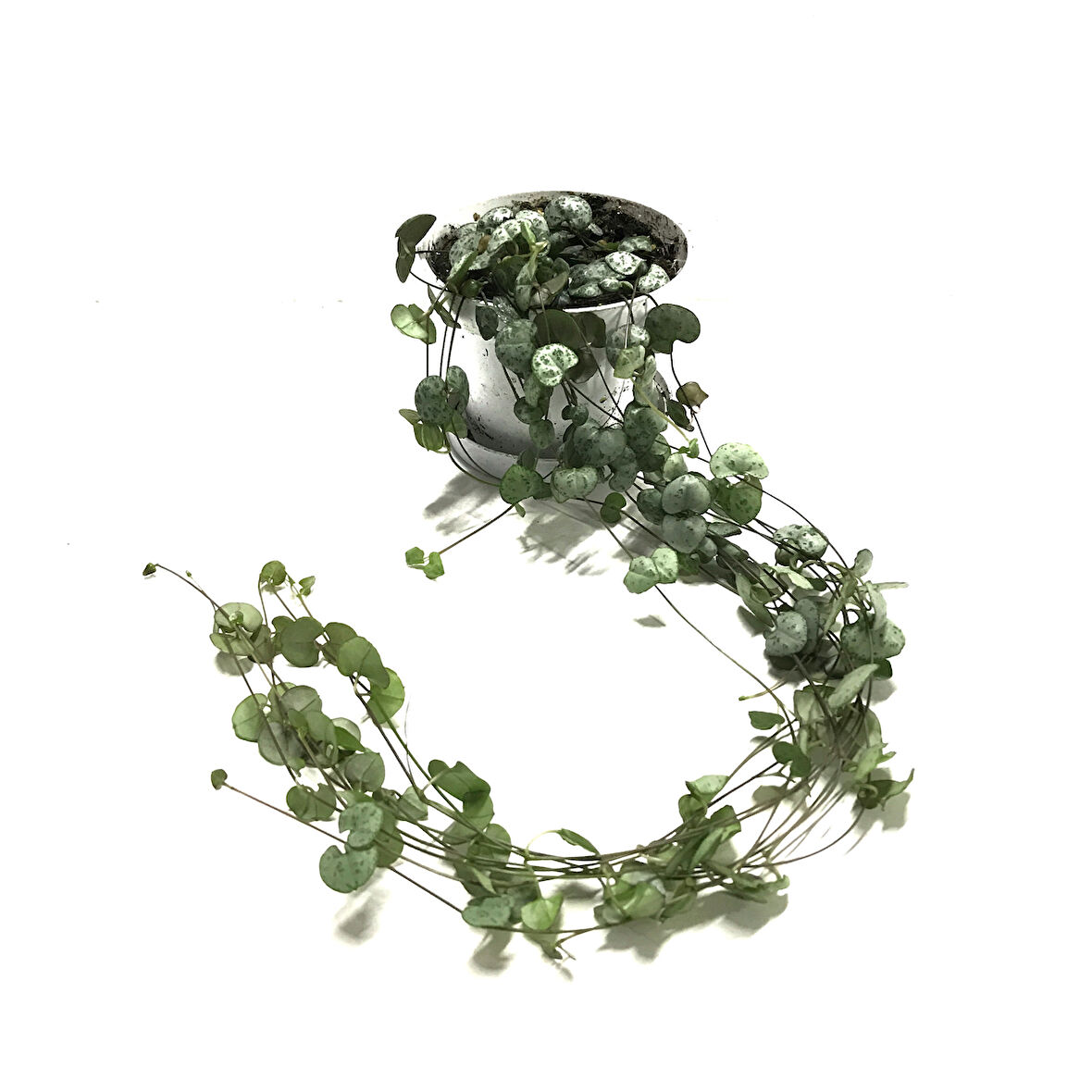 Ceropegia Woodii (Kalp Kalbe Karşı Çiçeği)