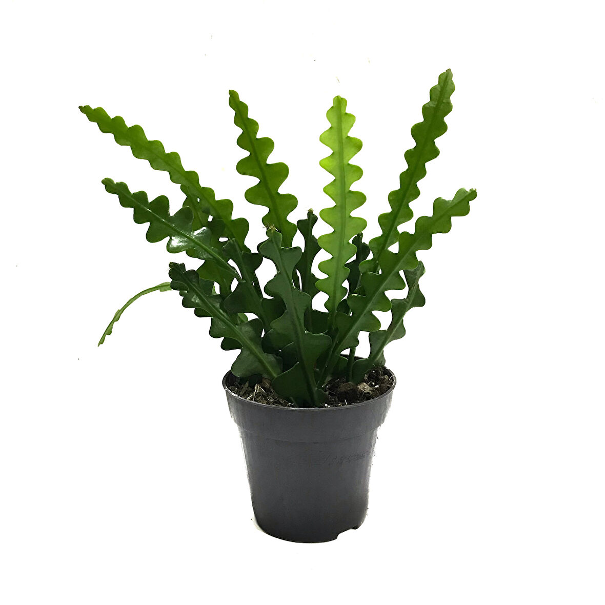 Epiphyllum Anguliger (Atlas Çiçeği)