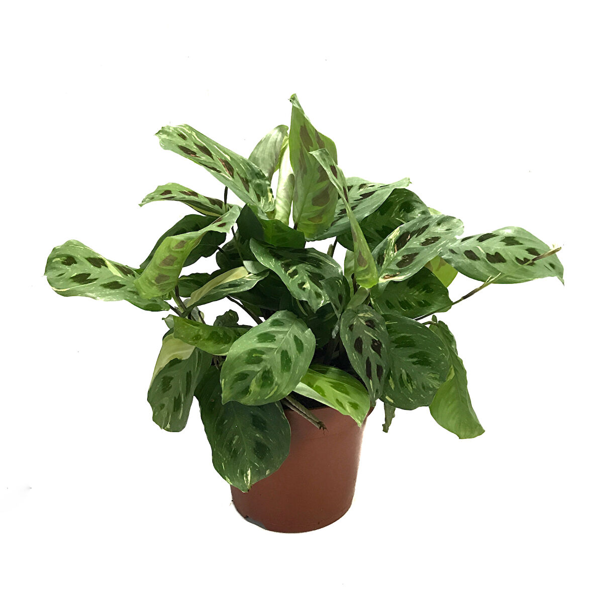Maranta Leuconeura Kerchoveana 'Variegata' (Dua Çiçeği)