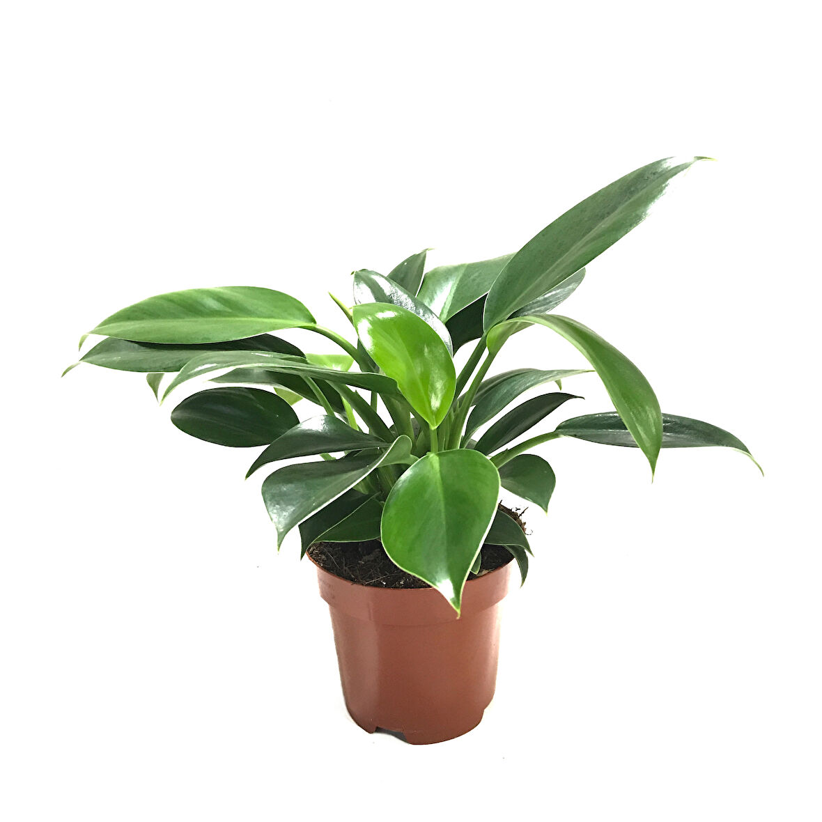Philodendron 'Green Princess'