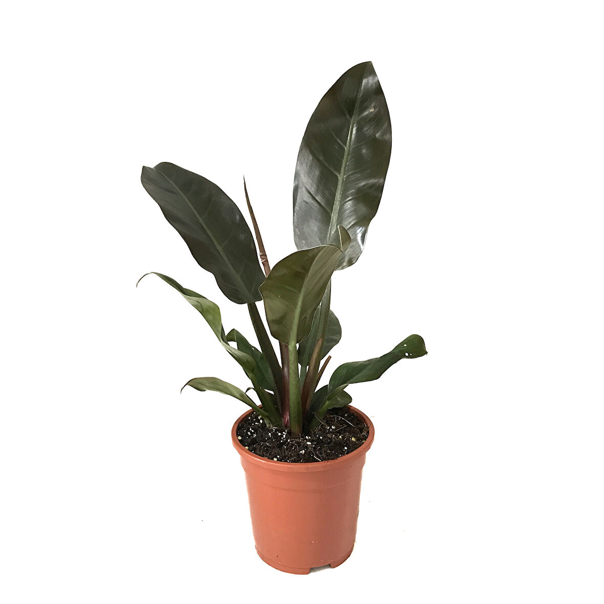 Philodendron Imperial 'Red'