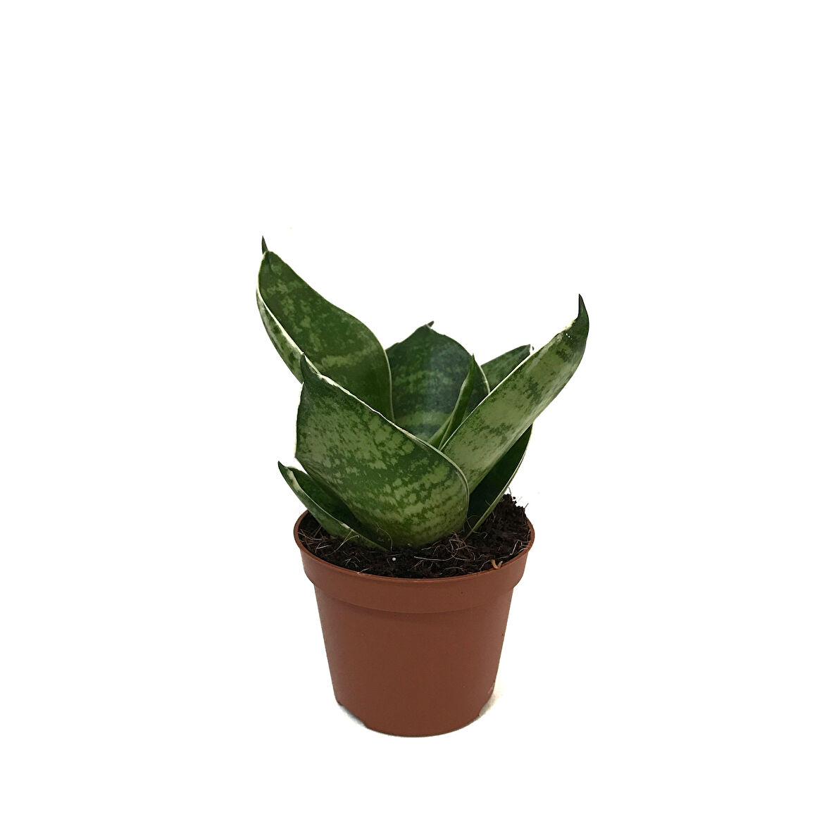 Sansevieria 'Green Hahnii' (Paşa Kılıcı)