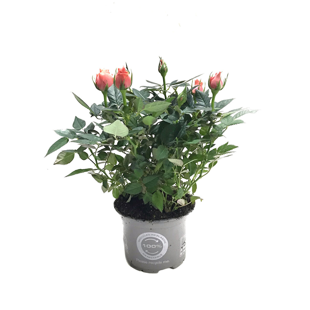 Rosa 'Pinkish Orange' (Somon Gül)